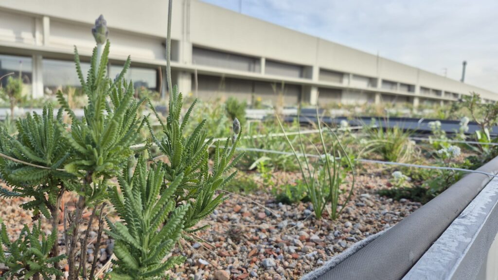 Runa i residus orgànics: els materials reciclats per naturalitzar el terrat d'un edifici | Àrea Metropolitana, arquitectura, calor, canvi climàtic, construcció, plantes