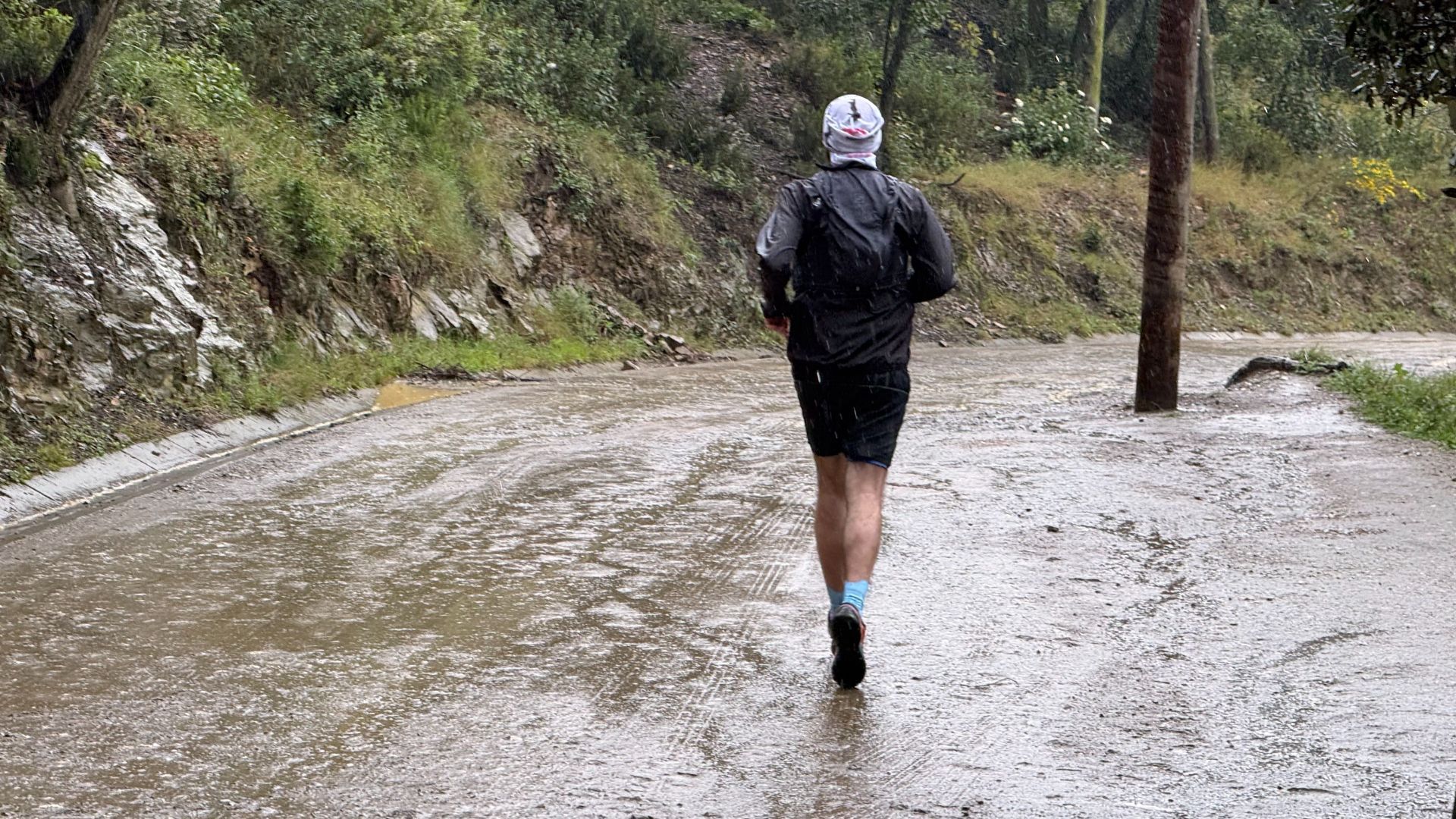 corredor Parc de Collserola tancat pesta porcina