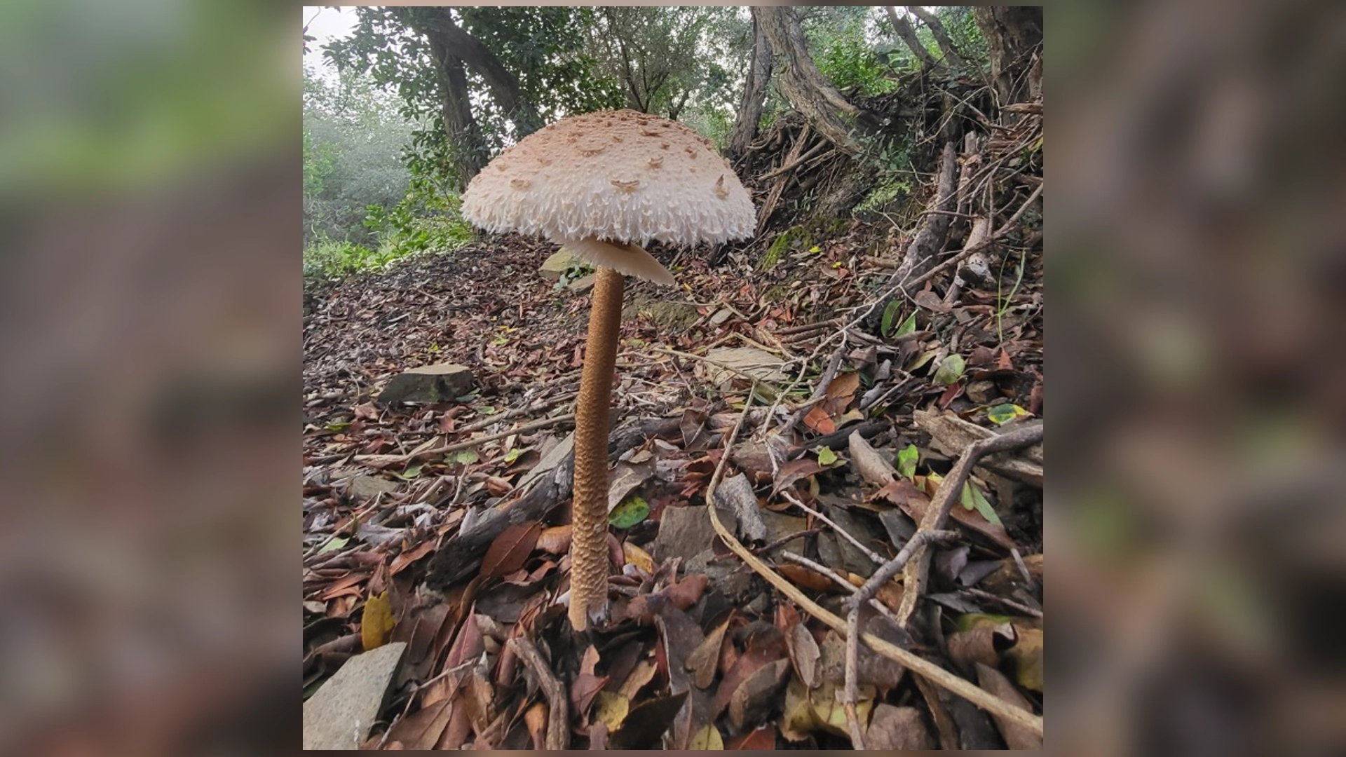 Bolets i fongs, tot un món per descobrir sota els nostres peus | Collserola, pòdcast, ràdio