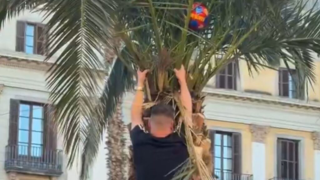aficionat newcastle pujant palmera pla&ccedil;a reial