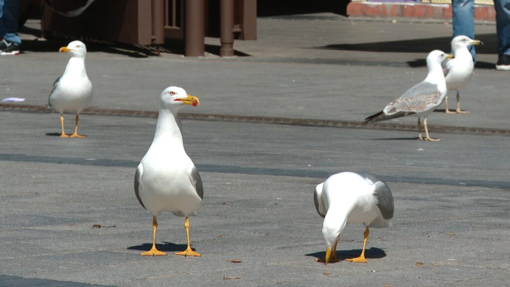 gaviotas en Barcelona