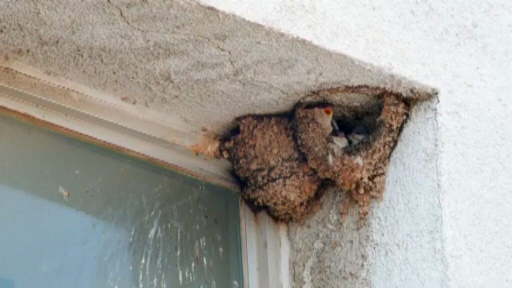 Les orenetes: les arquitectes d'un patrimoni protegit | animals, fauna