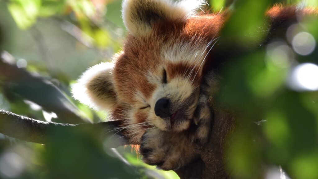 L'èxit del casal del Zoo de Barcelona, amb places exhaurides: "És una experiència inoblidable" | animals, casal, casals, infants, Parc de la Ciutadella, vacances, Zoo de Barcelona