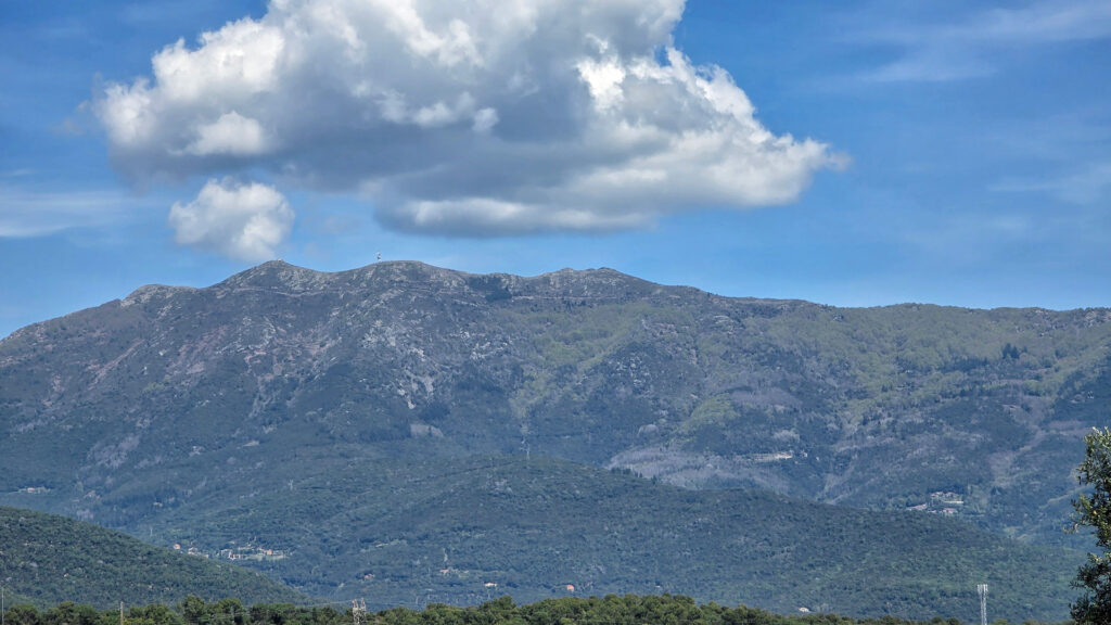 Les fagedes ja s'han tenyit de verd, enguany força abans de l'habitual | arbres, calor, canvi climàtic, fred