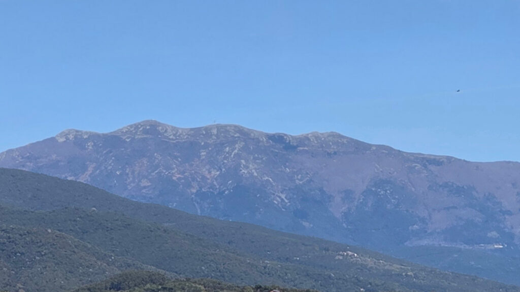 Les fagedes ja s'han tenyit de verd, enguany força abans de l'habitual | arbres, calor, canvi climàtic, fred
