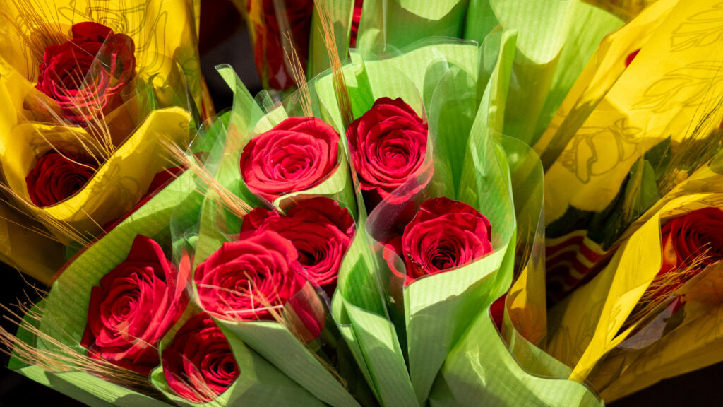 Sant Jordi 2026 roses
