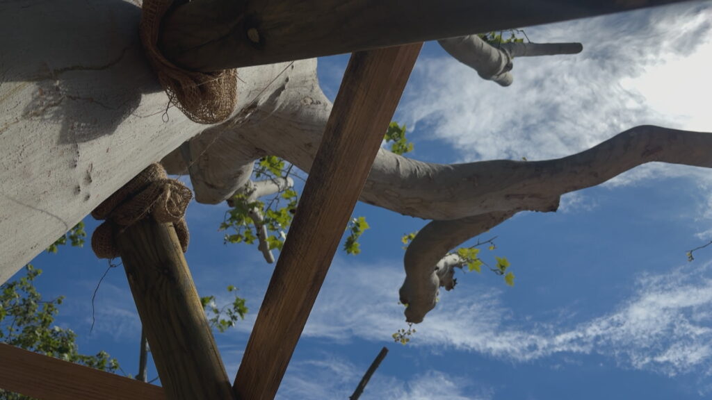 Trasllat estratègic d'uns plàtans gairebé centenaris abans de les obres al recinte firal de Montjuïc | arbres, Fira de Barcelona, Institut Municipal de Parcs i Jardins, obres, parcs i jardins
