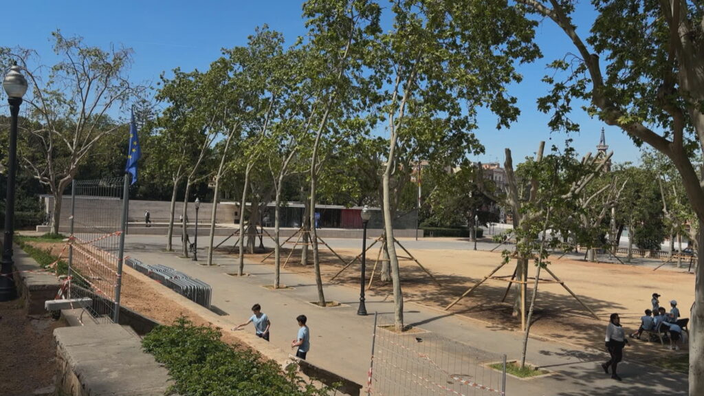 Trasllat estratègic d'uns plàtans gairebé centenaris abans de les obres al recinte firal de Montjuïc | arbres, Fira de Barcelona, Institut Municipal de Parcs i Jardins, obres, parcs i jardins