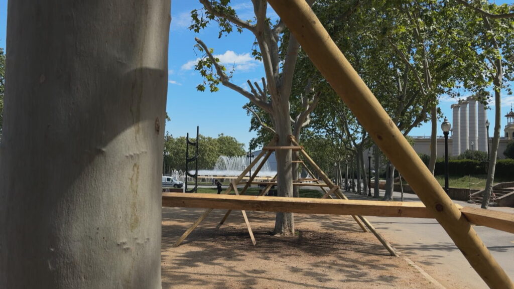 Trasllat estratègic d'uns plàtans gairebé centenaris abans de les obres al recinte firal de Montjuïc | arbres, Fira de Barcelona, Institut Municipal de Parcs i Jardins, obres, parcs i jardins
