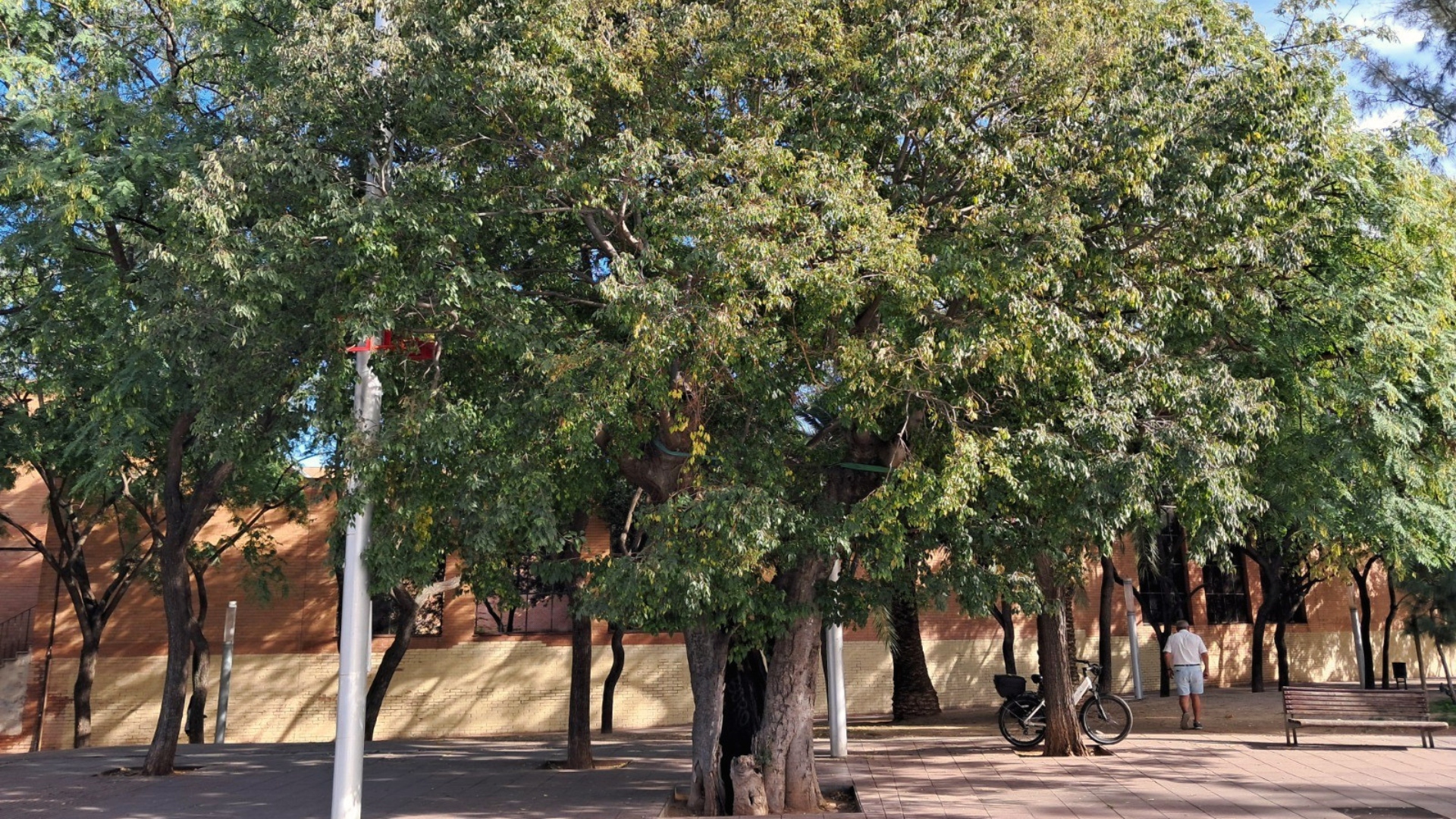 barcelona-incorpora-5-nous-arbres-cataleg-interes-local-abril-2026