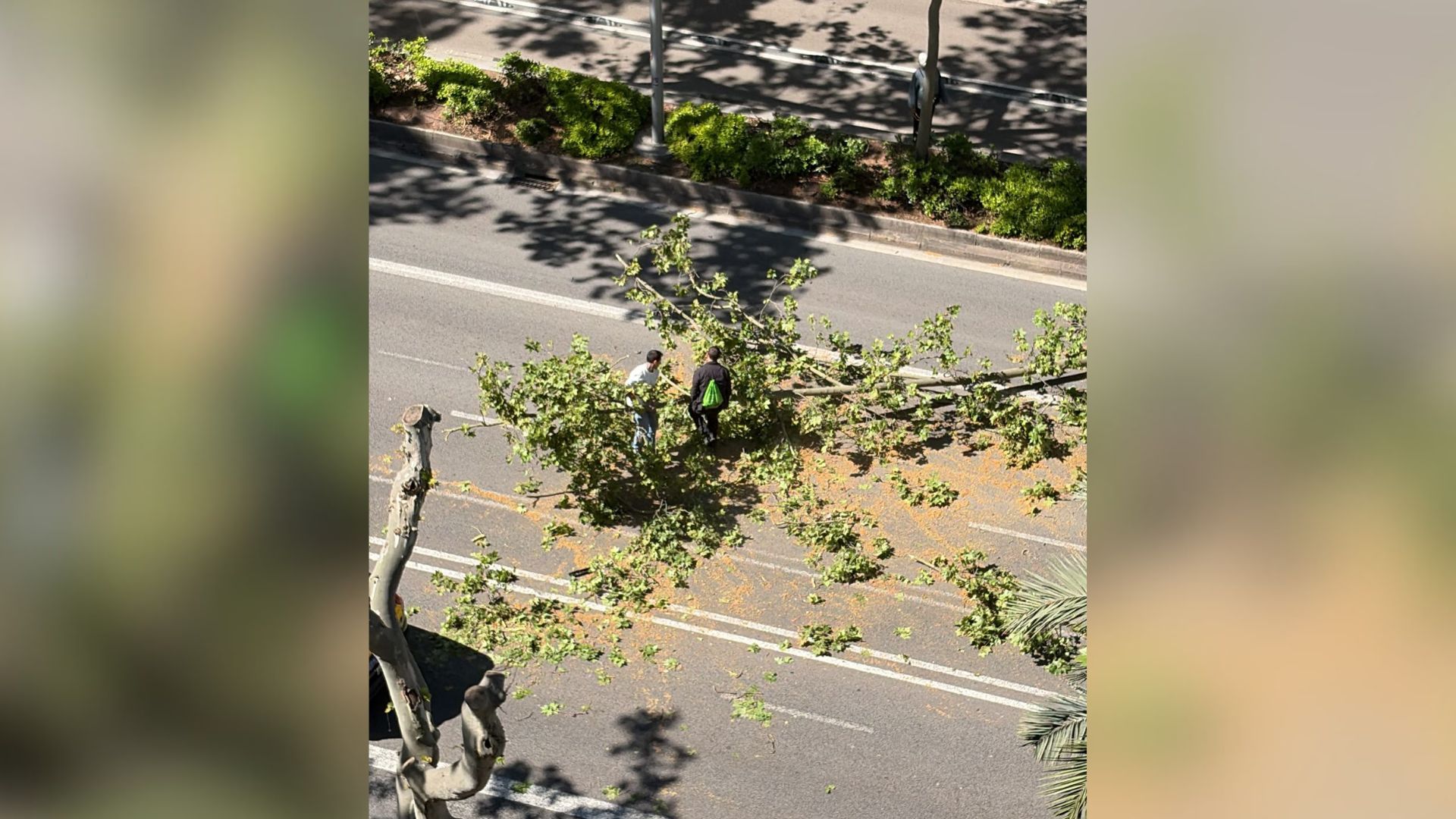 branca d'arbre caiguda a la Diagonal