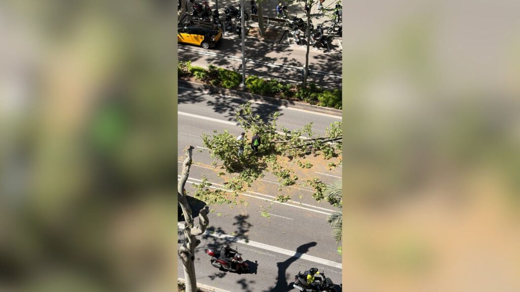 Ensurt per la caiguda d'una branca de grans dimensions enmig de la Diagonal | arbres, avinguda Diagonal
