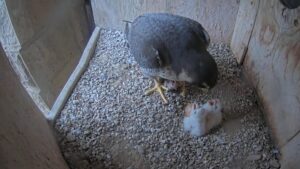 Ja han nascut dos dels falcons de la Sagrada Família | VÍDEO