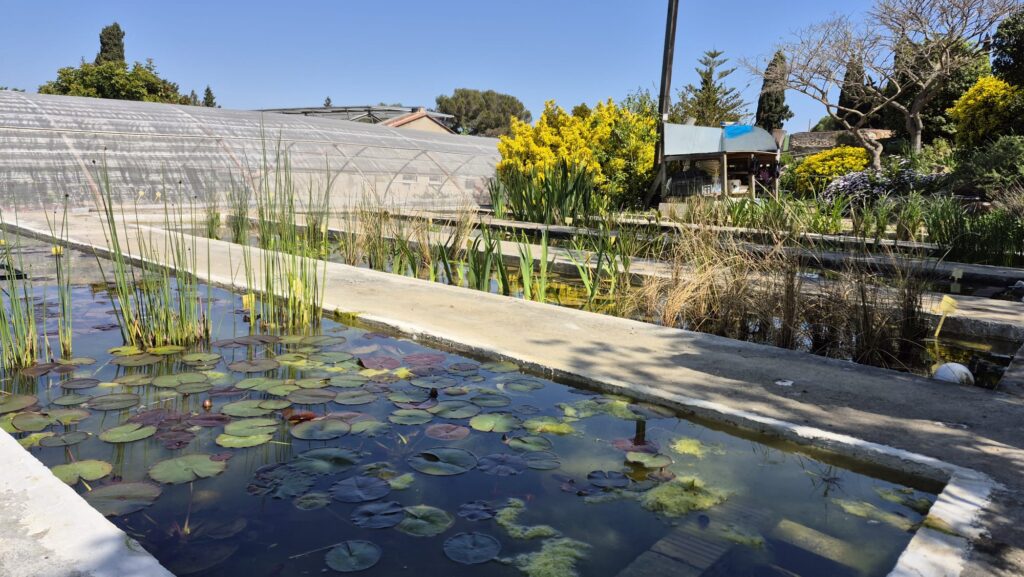 Recuperació dels aqüífers: la font dels Tres Pins raja a màxims des de la sequera | aigua, Parc de Montjuïc