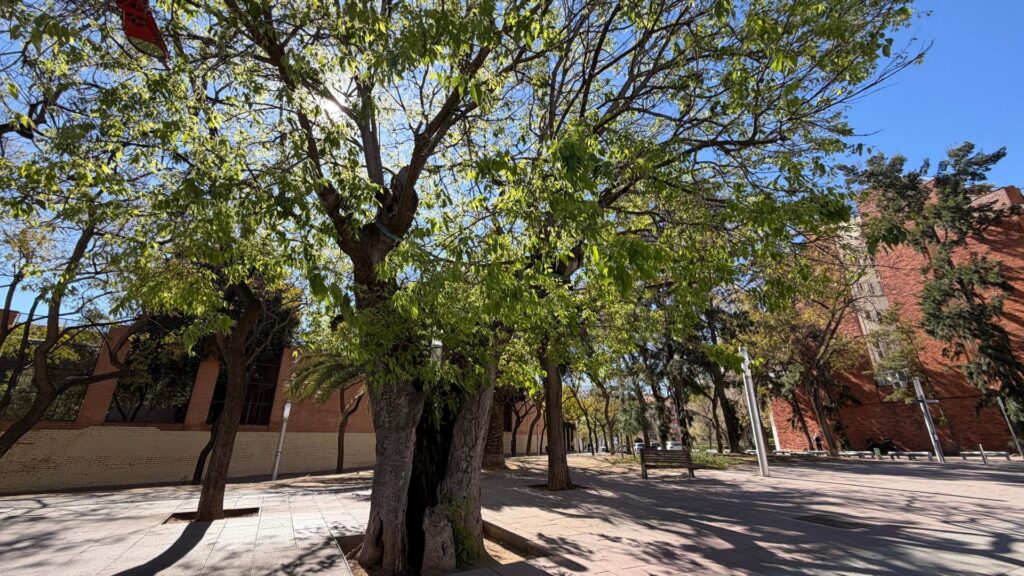 Es protegirà el lledoner de Can Verdaguer, testimoni del passat rural de Porta | arbres, patrimoni