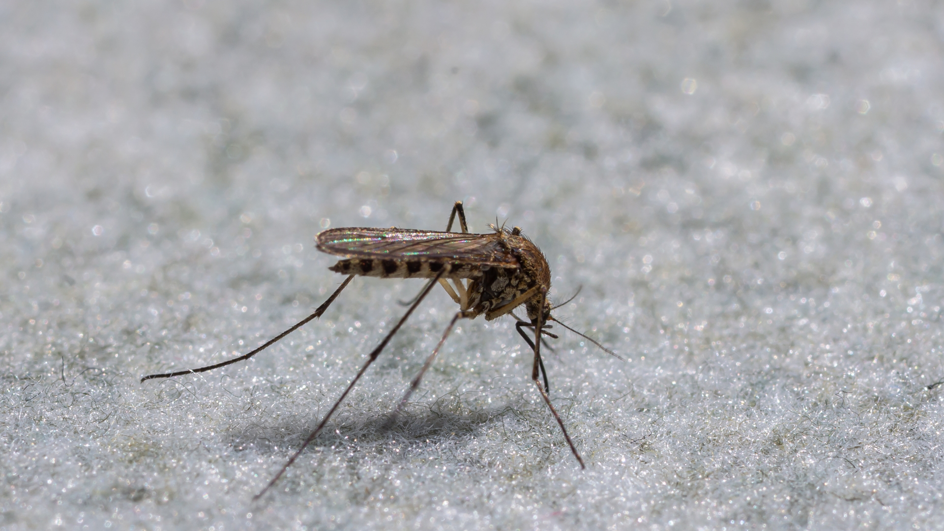 La canya pot afavorir la proliferació de mosquits a l'entorn de zones d'aigua | canvi climàtic, plantes