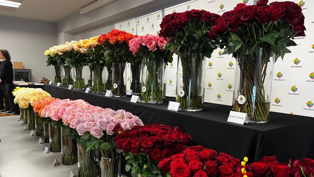 previsions venda roses Sant Jordi