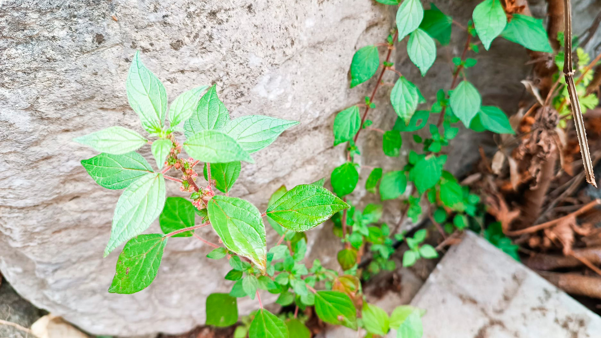Previsió del pol·len a Barcelona: així evoluciona la temporada d'al·lèrgies cada setmana | contaminació atmosfèrica, plantes, salut pública, vent