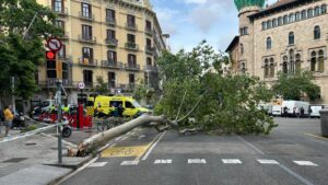 Ferit un motorista per la caiguda d’un arbre de grans dimensions al carrer de València | VÍDEO