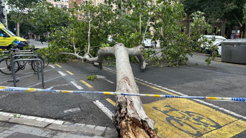 arbre caigut entre els carrers de Bruc i Val&egrave;ncia