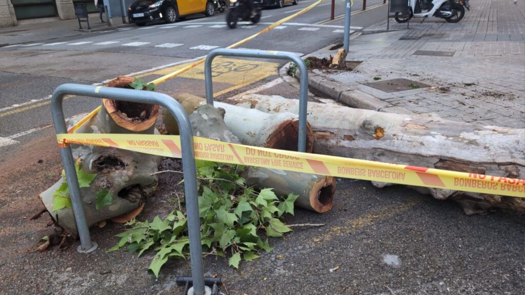 arbre caigut entre els carrers de Bruc i Val&egrave;ncia