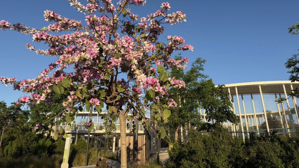 bauhinia-orquidia-barcelona-flors-2