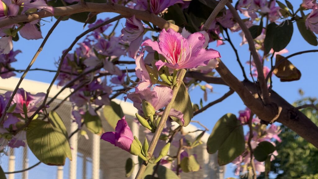 bauhinia-orquidia-barcelona-flors-3