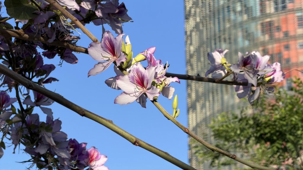 bauhinia-orquidia-barcelona-flors-4