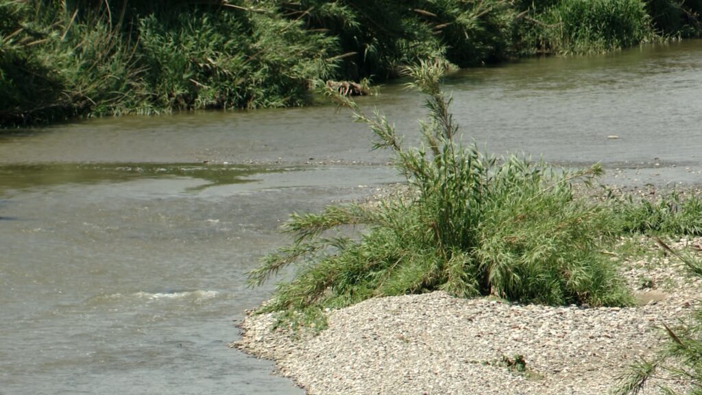 De claveguera a riu: així ha canviat el Besòs a l'entorn metropolità les últimes dècades | aigua, animals, plantes, riu besòs