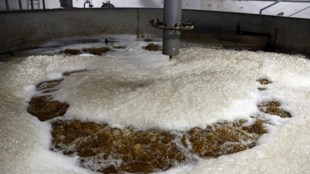 Els cops de calor amenacen la producció d’ordi cerveser: claus per fer-lo més resilient | agricultura, canvi climàtic, meteorologia