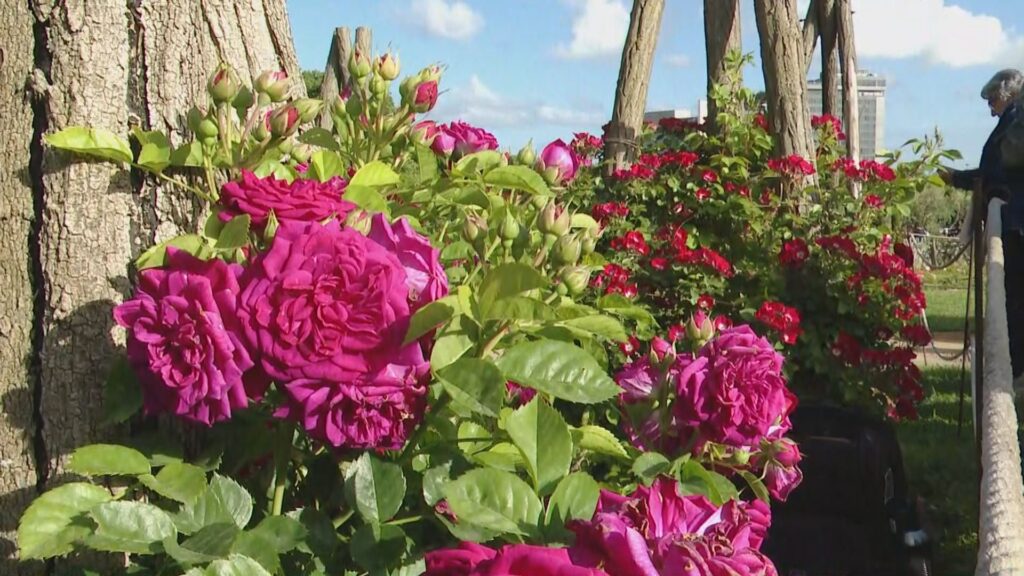 roses del Concurs Internacional de Roses Noves 2026