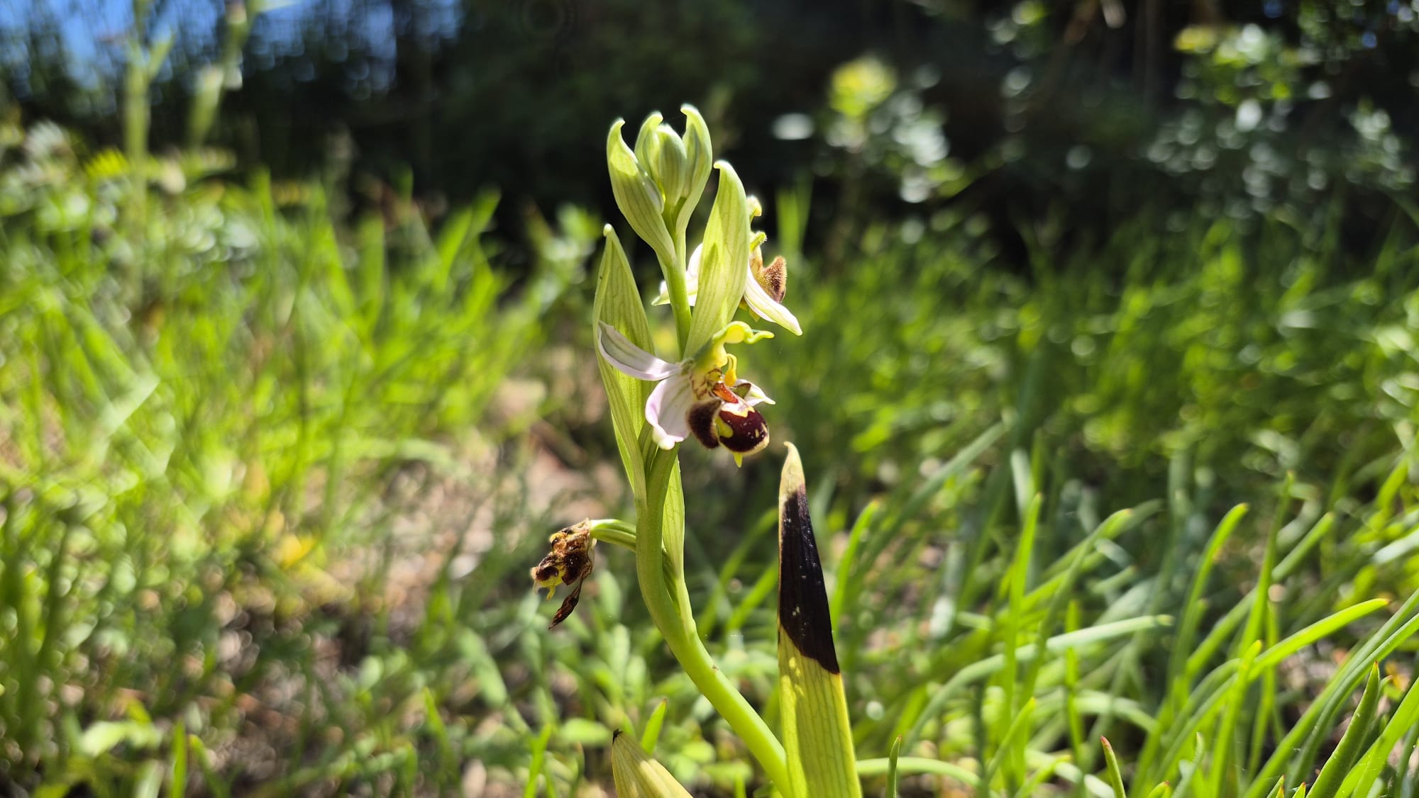 orquídia