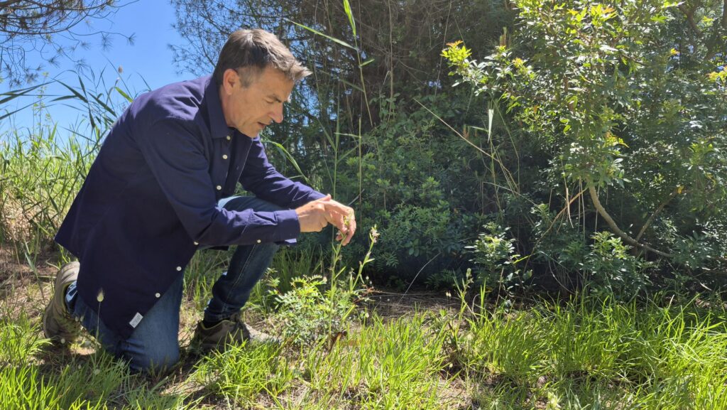 Les orquídies del delta del Llobregat: un tresor singular de la biodiversitat | animals, flors