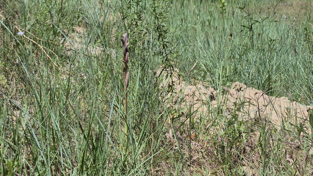 Les orquídies del delta del Llobregat: un tresor singular de la biodiversitat | animals, flors