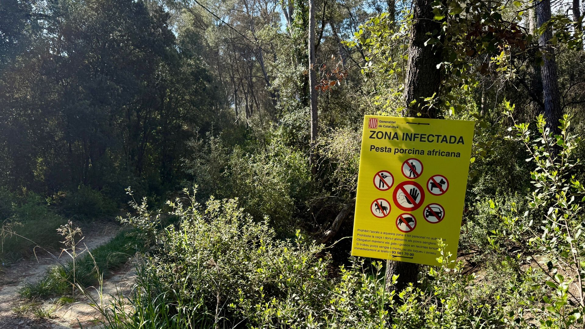 dos mesos restriccions pesta porcina