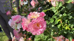 Una rosa enfiladissa és escollida la millor flor del Concurs Internacional de Roses Noves