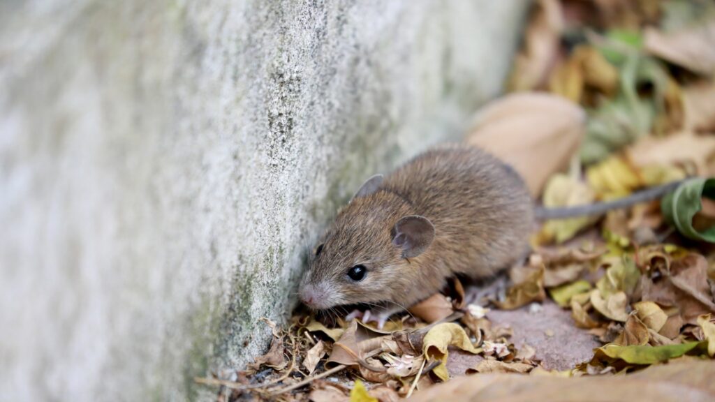 rosegador transmissió hantavirus