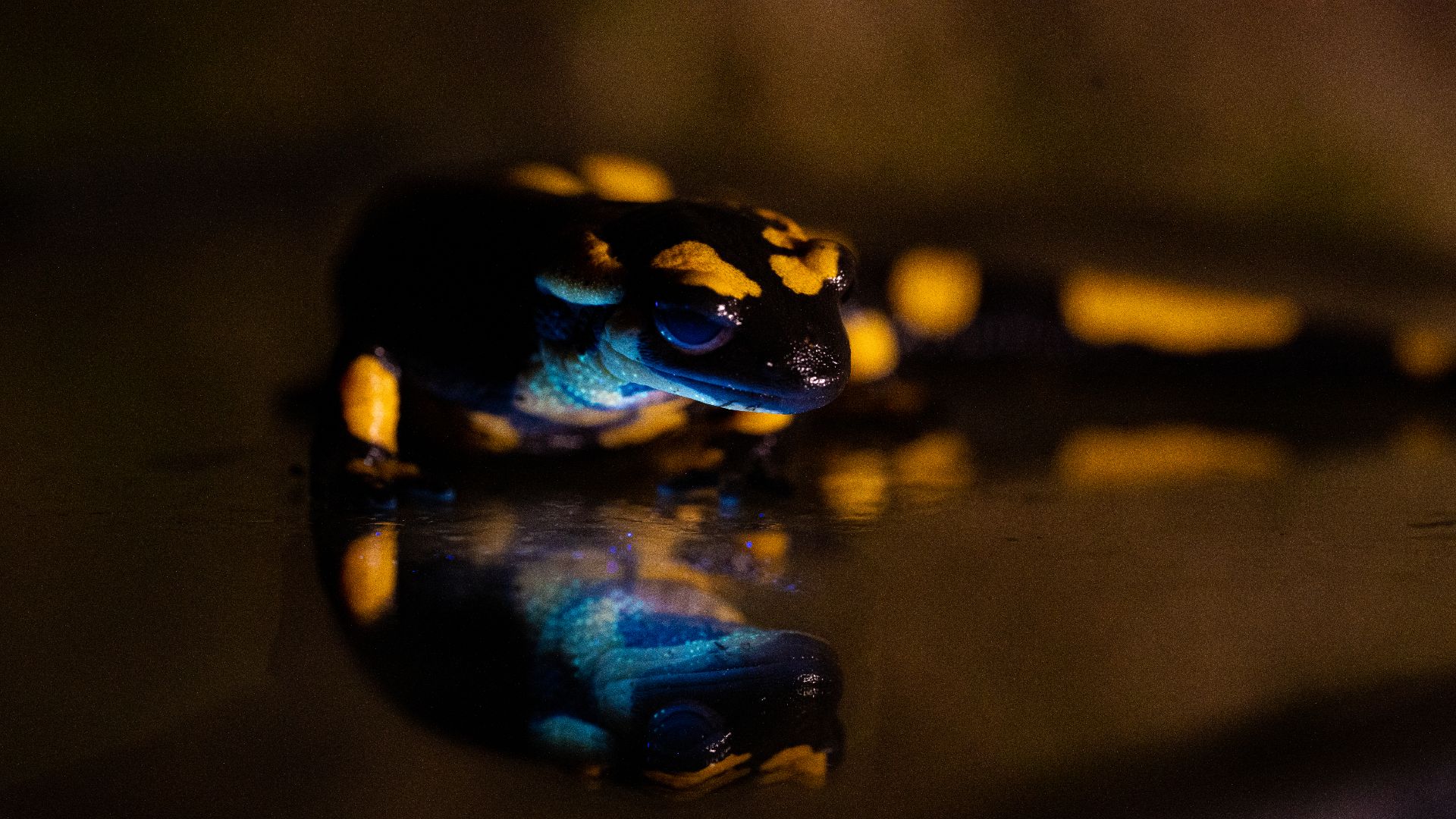 salamandra
