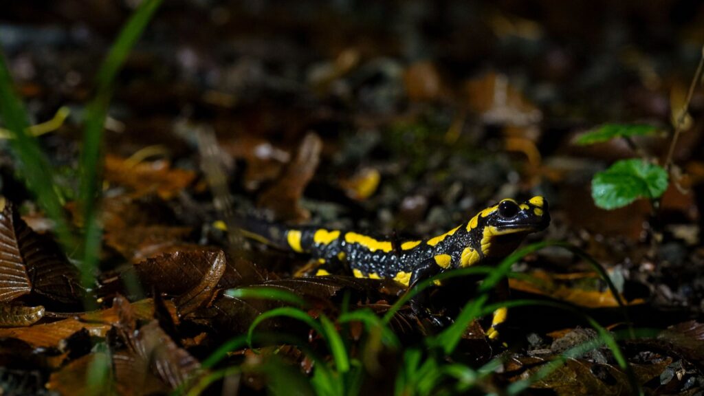 salamandra