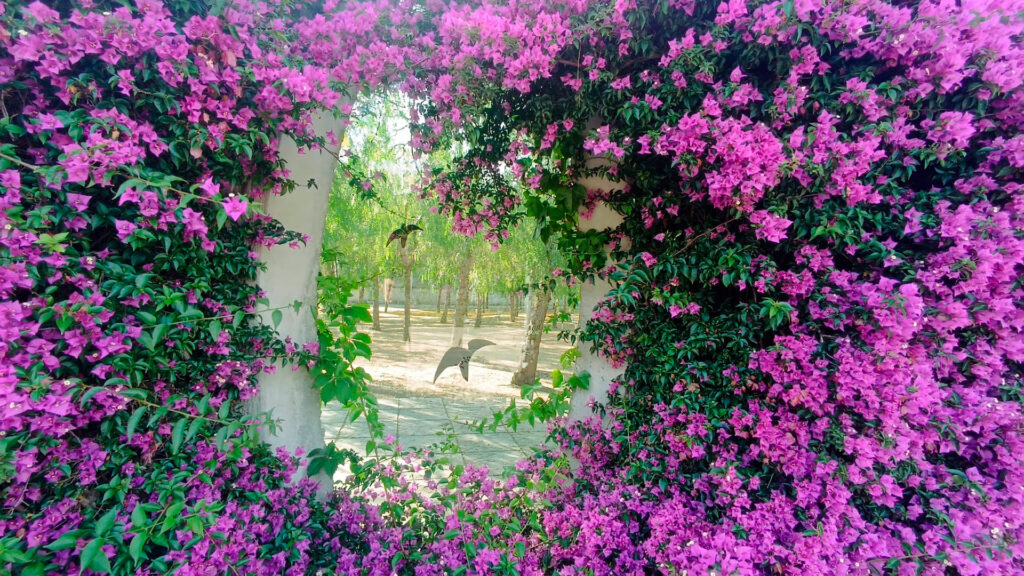 La buguenvíl·lia, l'enfiladissa que entapissa i tenyeix de porpra el Parc del Centre del Poblenou | Barcelona, flors, plantes