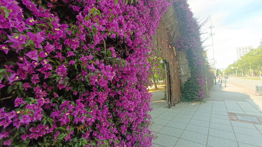 La buguenvíl·lia, l'enfiladissa que entapissa i tenyeix de porpra el Parc del Centre del Poblenou | Barcelona, flors, plantes