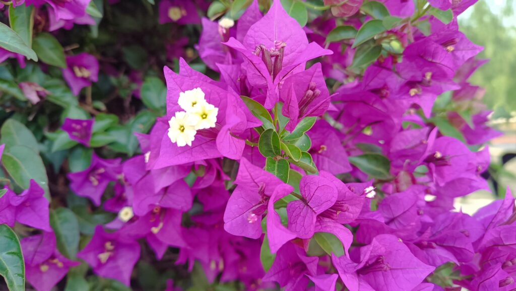 La buguenvíl·lia, l'enfiladissa que entapissa i tenyeix de porpra el Parc del Centre del Poblenou | Barcelona, flors, plantes