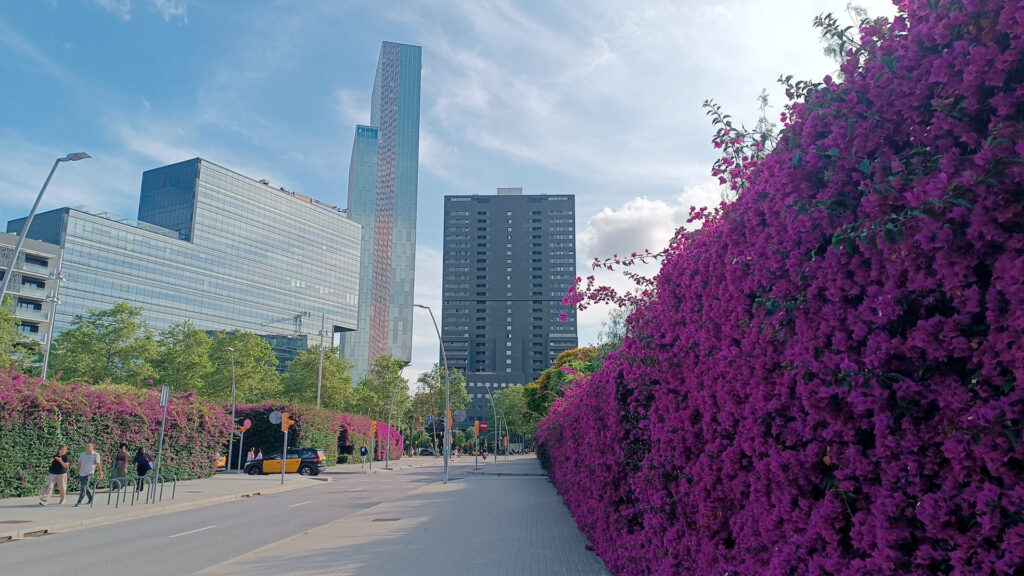 La buguenvíl·lia, l'enfiladissa que entapissa i tenyeix de porpra el Parc del Centre del Poblenou | Barcelona, flors, plantes