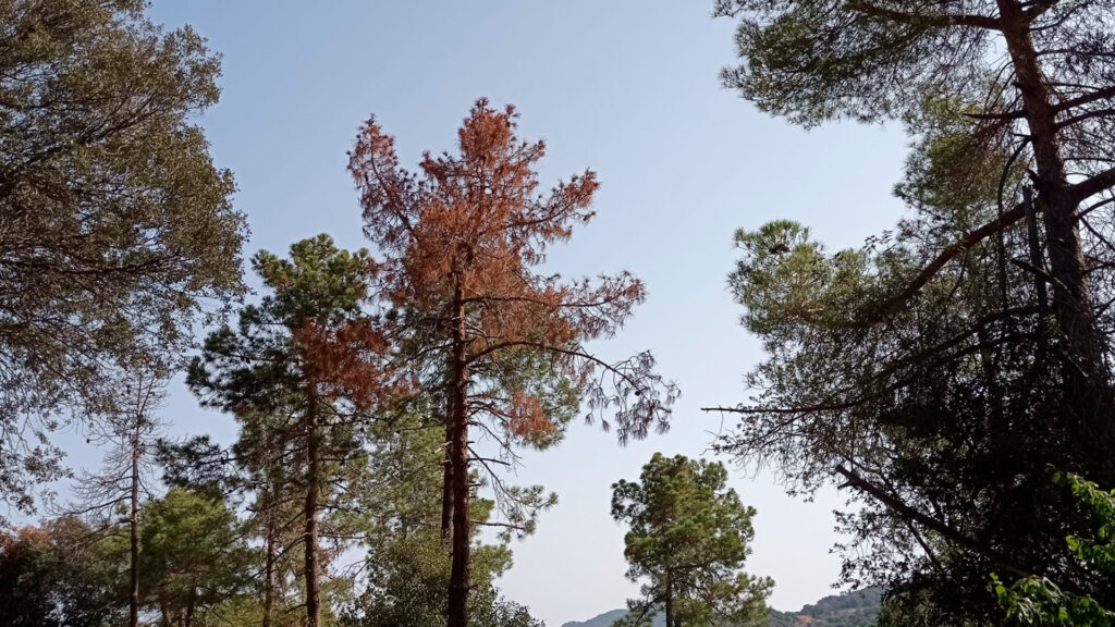 Els boscos del nostre entorn fan servir una cinquena part més d'aigua que fa 30 anys | calor, embassaments, onada de calor, sequera