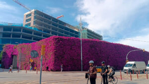 La buguenvíl·lia, l’enfiladissa que entapissa i tenyeix de porpra el Parc del Centre del Poblenou