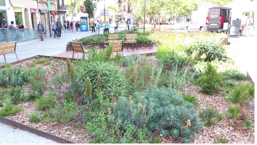 Vegetació contra la calor: com adapta la ciutat l'arbrat i la jardineria a l'escalfament global | arbres, calor, canvi climàtic, jardineria, sequera