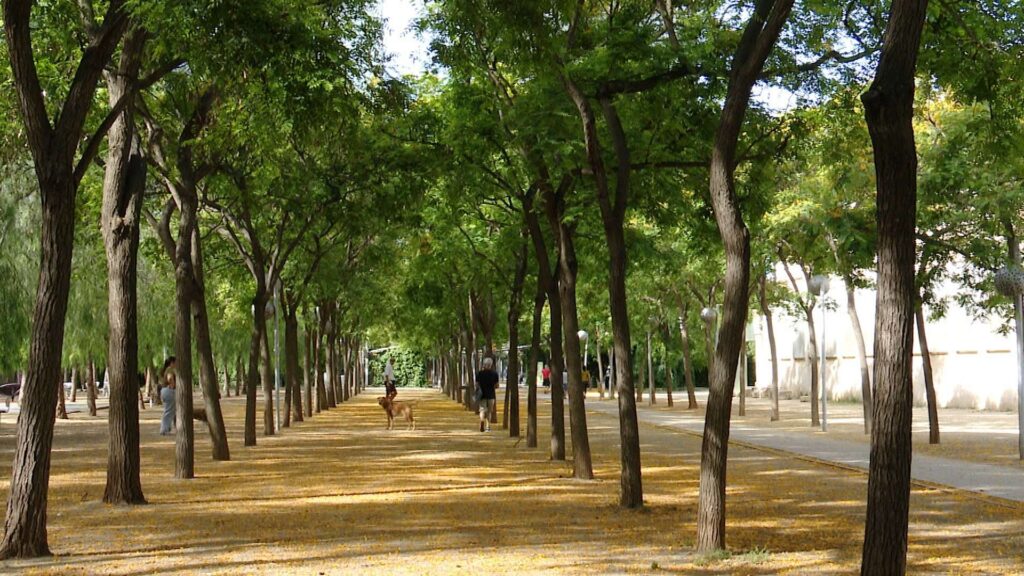 Vegetació contra la calor: com adapta la ciutat l'arbrat i la jardineria a l'escalfament global | arbres, calor, canvi climàtic, jardineria, sequera