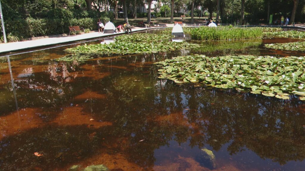 Barcelona estudia si els estanys naturalitzats són refugis climàtics contra l'escalfament urbà | aigua, Barris, canvi climàtic, fauna