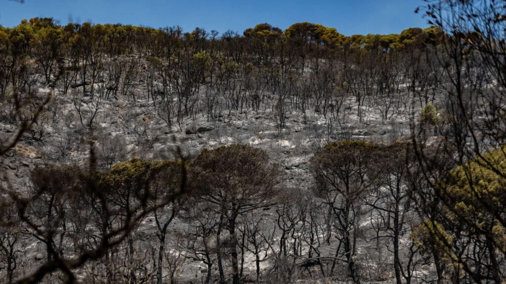 incendi Gavarres