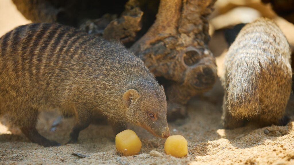 mangosta zoo onada calor